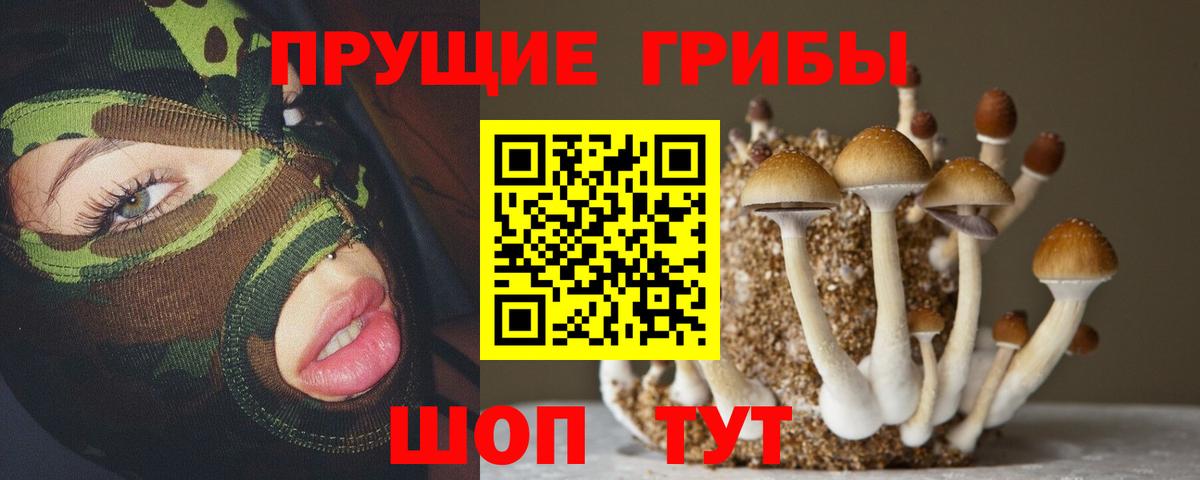 Псилоцибиновые грибы Psilocybine cubensis Курчалой